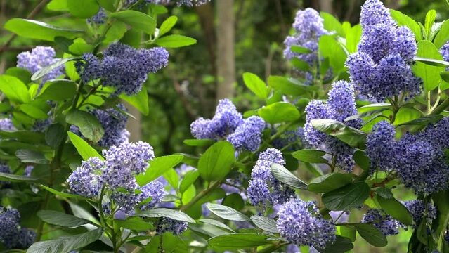 Ceanothus or Redbark Latin Ceanothus in a spring garden. Blue flowers with small buds on the branches with fresh green leaves of a shrub or tree.