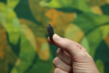 Woman holding in the finger a tonka bean seed with a colorful background 