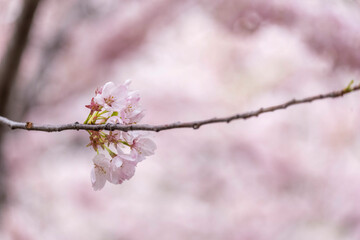 Cherry Blossoms 