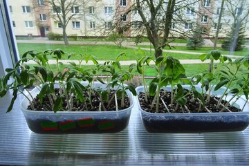 Tomato and pepper seedlings on the windowsill in an apartment in an apartment complex.