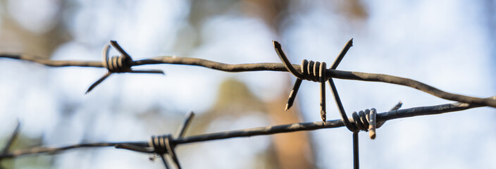 Close-up of Iron Thorns in the forest, stock photo