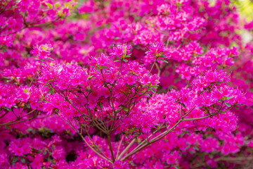 Selective focus a shrub of purple pink flowers in garden, Rhododendron kiusianum, The Kyushu azalea is a species of flowering plant in the family Ericaceae, Natural pattern texture, Floral background.
