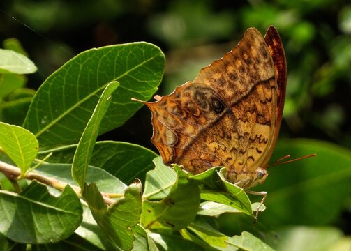 Pearl Charaxes (Charaxes varanes) Butterfly Amongest the Leaves in Arusha National Park, Tanzania 