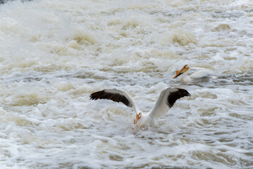 American White Pelicans Feeding At The Dam And Rapids On Fox River At De Pere, Wisconsin, During Spring Migration