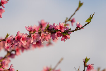 A branch with pink peach blossoms in spring