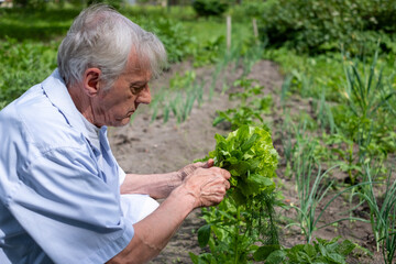 Fototapeta premium Elderly man tending to lettuce in a sunny garden the image conveys active aging and a connection with nature.