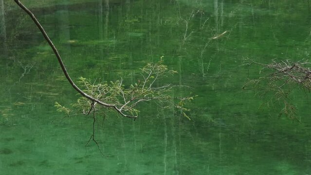 Branch of tree with young leaves in spring on forest lake. Nature background, 4k