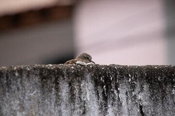 Columbina talpacoti. Purple dove is a columbiform bird in the Columbidae family.
