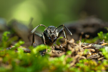 Fototapeta premium macro photo of ant on forest litter, generative AI