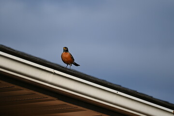 robin on the roof