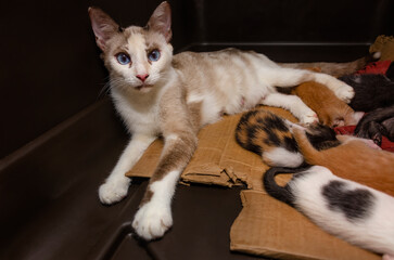 Mother cat with kittens in Coden Alabama
