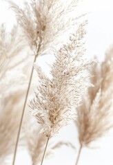 Fototapeta premium Close Up of Tall Grass