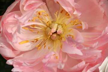 Pale pink peony in full bloom