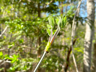 コシアブラ 春の山菜の女王