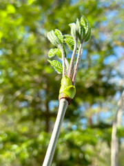 コシアブラ 春の山菜の女王