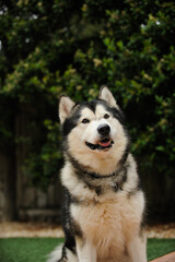 Alaskan Malamute portrait against greenery