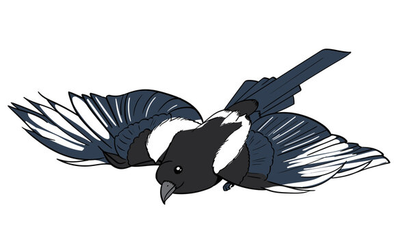 Illustration of a swooping Magpie