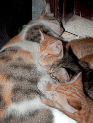 mother cat nursing her babies kittens, close up