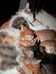 Cat Nursing her Kittens
