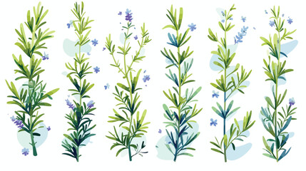 Collection of elegant drawings of rosemary plants w