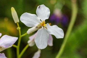 白いムラサキハナナ