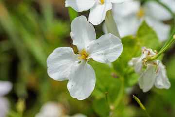 Fototapeta premium 白いムラサキハナナ