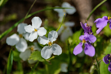 白いムラサキハナナ