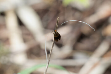 クロハネシロヒゲナガ