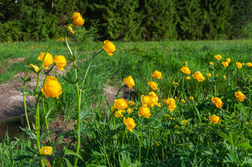 Trollius europaeus, blooming flowers at forest edge