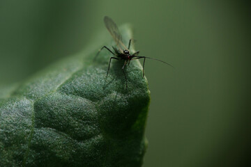 ワタアブラムシ