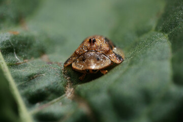 Naklejka premium カメノコハムシ