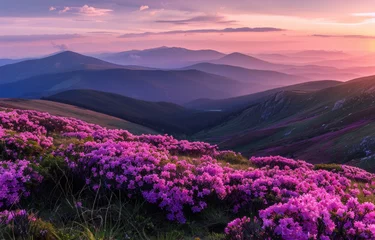 Fotobehang Purple Flowers on the Side of a Mountain at Sunset © ArtCookStudio