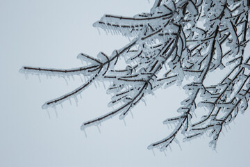 ice covered tree branch