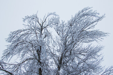 Fototapeta na wymiar ice covered tree