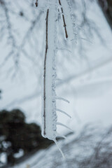 ice coated tree branch