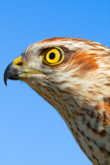 Sparrow-hawk