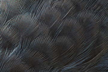 plumage background