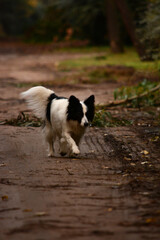 Naklejka na ściany i meble border collie dog walking down dirt road