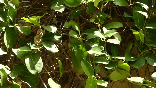 Stephanotis floribunda, jasminoides (Madagascar jasmine, waxflower, Hawaiian wedding flower, bridal wreath) is a species of flowering plant in the family Apocynaceae, native to Madagascar.