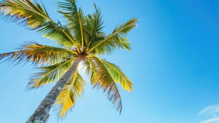 Coconut palm tree with a backdrop of clear blue sky