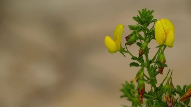 Ononis natrix, yellow restharrow or shrubby rest-harrow, is species of plant in family Fabaceae. Perennial ligneous at base, completely viscousglandular.