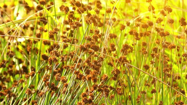 Juncus ensifolius is a species of rush known by the common names swordleaf rush, sword-leaved rush, and three-stamened rush.