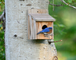 Male Eastern Bluebird looking at camera on birdhouse with nest