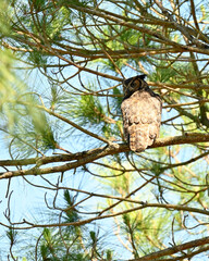Barred Owl 