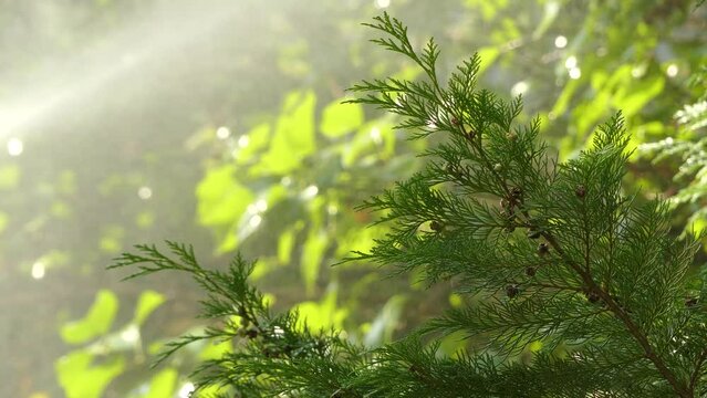 Chamaecyparis lawsoniana, known as Port Orford cedar or Lawson cypress, is species of conifer in genus Chamaecyparis, family Cupressaceae. It is native to Oregon and northwestern California.