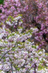 茨城県那珂市　静峰ふるさと公園の八重桜咲く春の風景