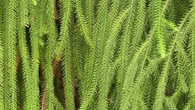 Dacrydium cupressinum, commonly known as rimu, is large evergreen coniferous tree endemic to of New Zealand. It is member of southern conifer group, podocarps.
