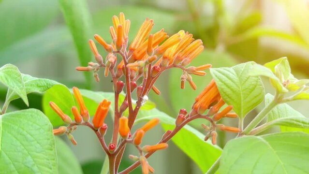 Hamelia patens in coffee family, Rubiaceae