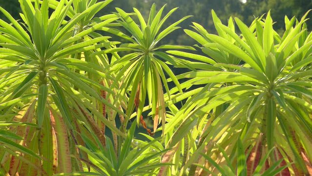 Euphorbia mellifera (canary spurge, honey spurge, Tithymalus melliferus Moench) is species of flowering plant in spurge family Euphorbiaceae, native to Madeira.