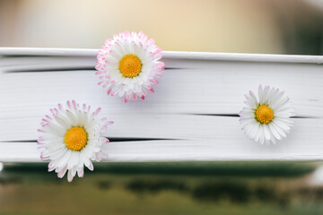 Spring and summer books. Chamomiles in the pages of books close-up .White summer flowers and book pages. Books about spring and summer. photo